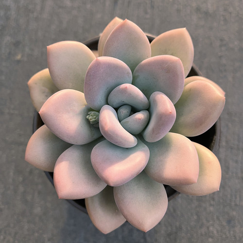 万花筒精品多肉奥普琳娜肥嘟嘟