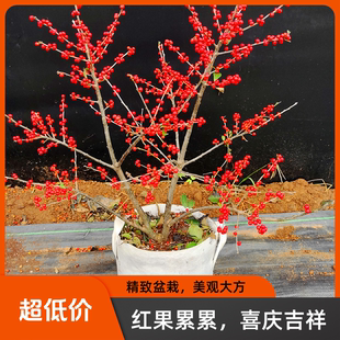 北美冬青树苗公树苗受粉苗庭院盆栽耐寒红果植物喜庆年宵花卉绿植