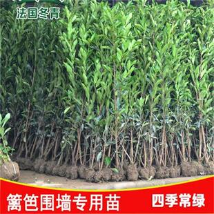 法国冬青树苗篱笆苗四季常青庭院绿化苗木大叶冬青苗珊瑚树围墙苗