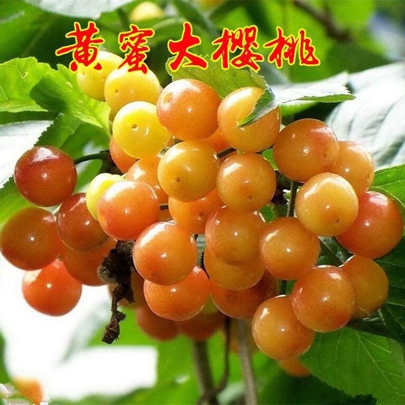 黄蜜大樱桃树樱桃苗南北方庭院地栽种植大苗盆栽嫁接矮化当年结果 - 封面