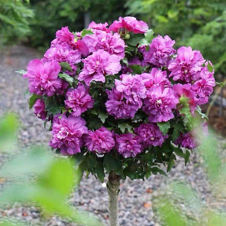 蓝莓冰沙棒棒糖重瓣木槿蓝紫色重瓣木槿花树苗盆栽阳台庭院树桩型