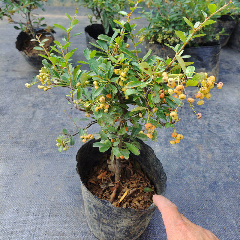 火棘树苗老桩吉祥果满树红果植物庭院阳台地栽盆栽观果火棘盆景苗
