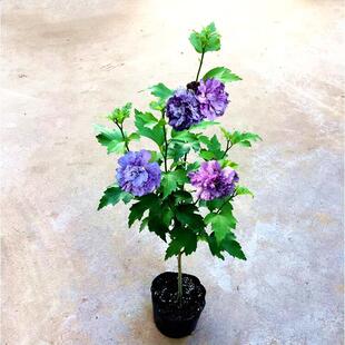 蓝莓冰沙重瓣木槿花树苗北方耐寒花树室内阳台盆栽花卉庭院地栽花