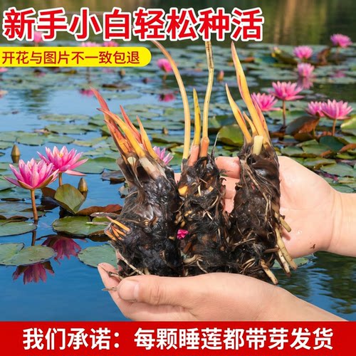 池塘睡莲根块水培植物带芽苞易活好养荷花盆栽耐寒四季水养莲花苗