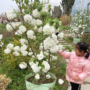 别墅庭院耐寒植物中华木绣球盆栽大花斗球琼花老桩木本绣球花树苗