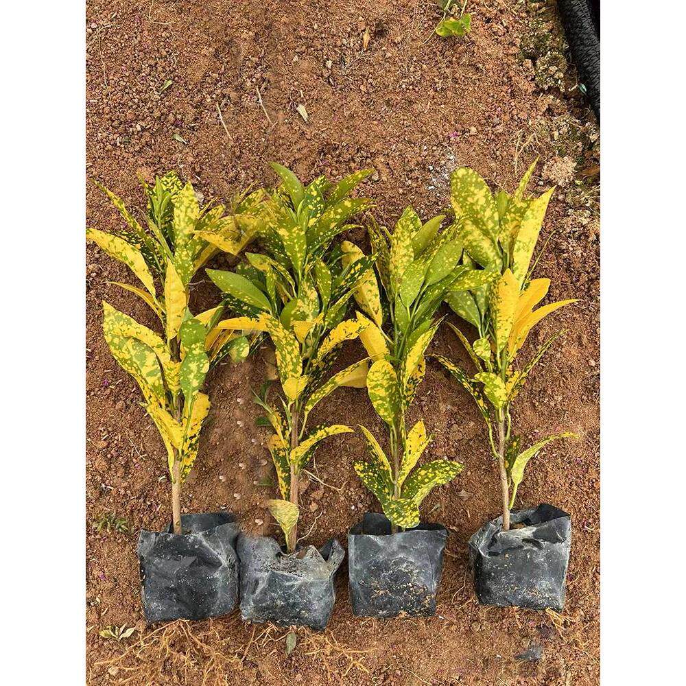 洒金桃叶珊瑚常绿色块树苗室外耐寒喜阴花卉彩叶植物庭院别墅绿化