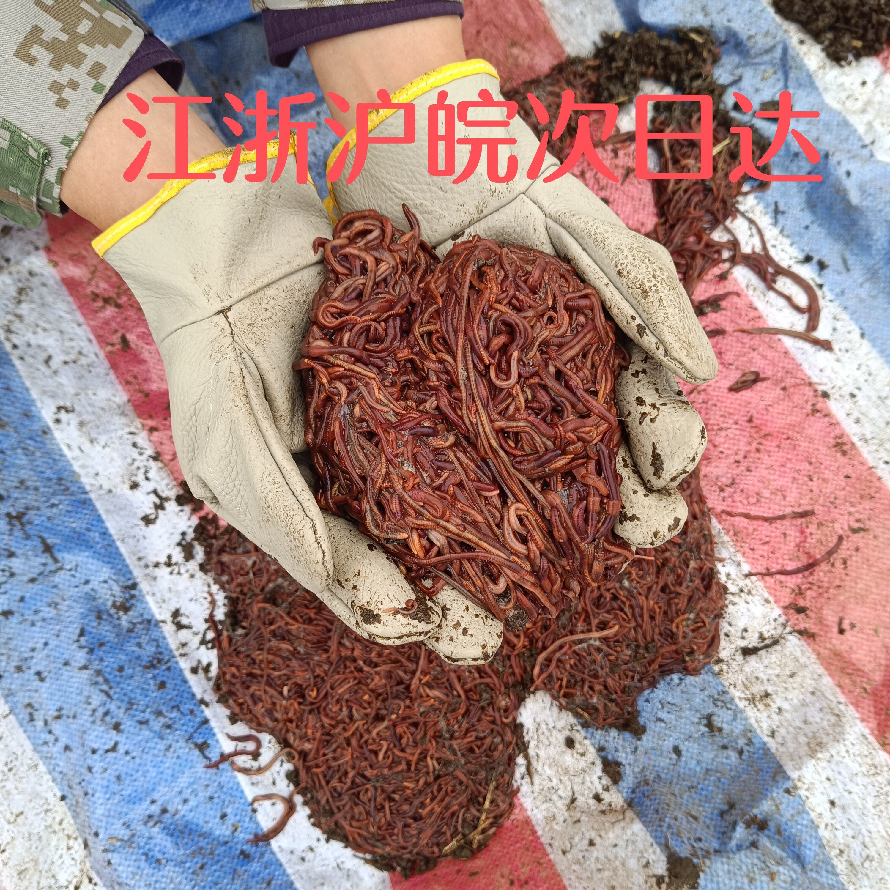 野钓鲫鱼鱼饵红蚯蚓钓鱼活饵包邮