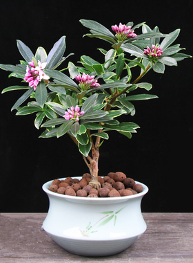 金边瑞香盆栽包邮耐寒绿植花卉瑞香花苗花期长净化空气开花很香