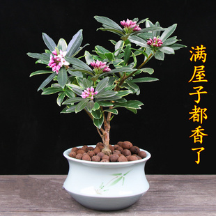 金边瑞香盆栽包邮耐寒绿植花卉瑞香花苗花期长净化空气开花很香