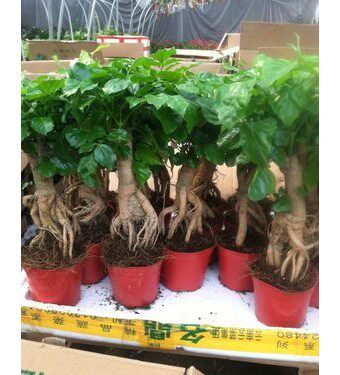 提根绿宝观叶绿植物办公室小盆景