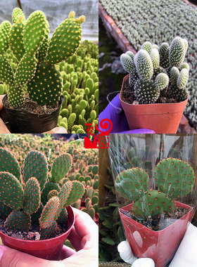 红太古仙人掌米奇可爱造型团扇办公室内防辐射绿植小盆栽多肉植物