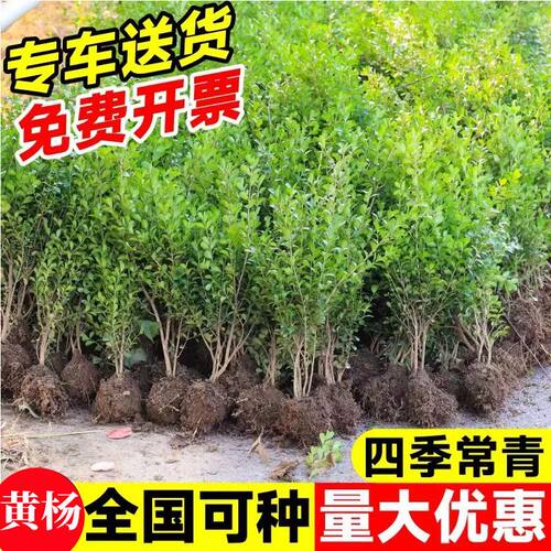 小叶黄杨苗庭院绿篱树苗瓜子黄杨球苗工程绿化树苗大叶黄杨冬青苗
