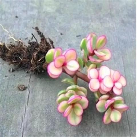 雅乐之舞小老桩每棵厘米多肉植物