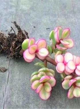 雅乐之舞小老桩玉树金枝玉叶盆栽多肉植物每棵12-15厘米