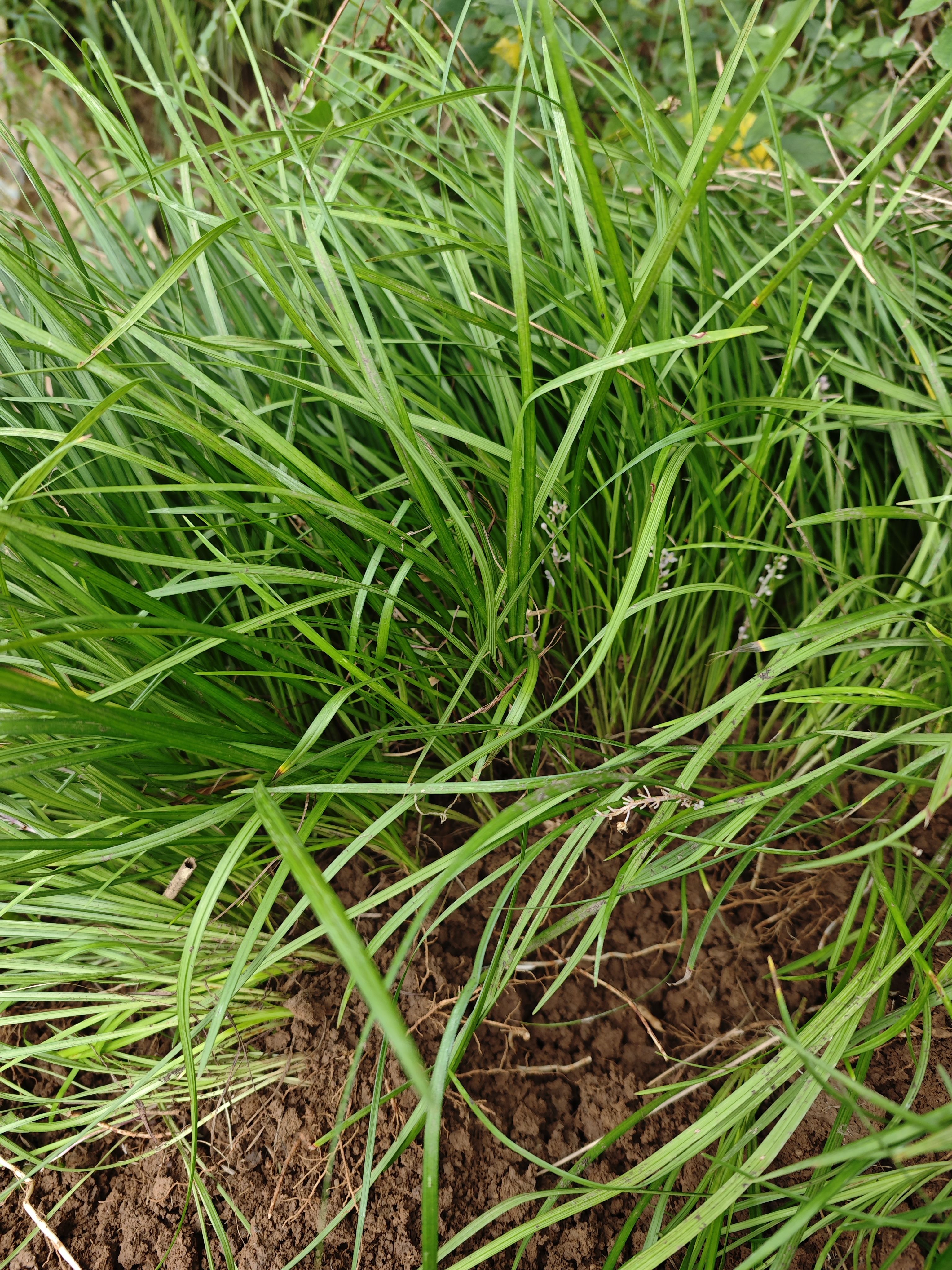 细叶麦冬草庭院绿化植物草坪绿化公园小区耐荫耐寒青叶麦冬草