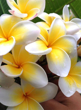 鸡蛋花盆栽树苗缅栀子花苗红色黄色当年开花阳台庭院植物盆栽地栽