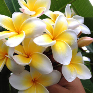 鸡蛋花盆栽树苗缅栀子花苗红色黄色当年开花阳台庭院植物盆栽地栽