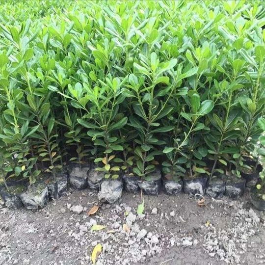 驱蚊海桐苗四季常青气味清香绿化树苗大全绿篱笆围墙绿化室外植物