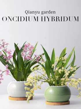 【带花剑】文心兰盆栽花苗梦香兰室内开花卉客厅阳台绿植秋冬兰花