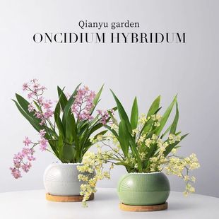 【带花剑】文心兰盆栽花苗梦香兰室内开花卉客厅阳台绿植秋冬兰花