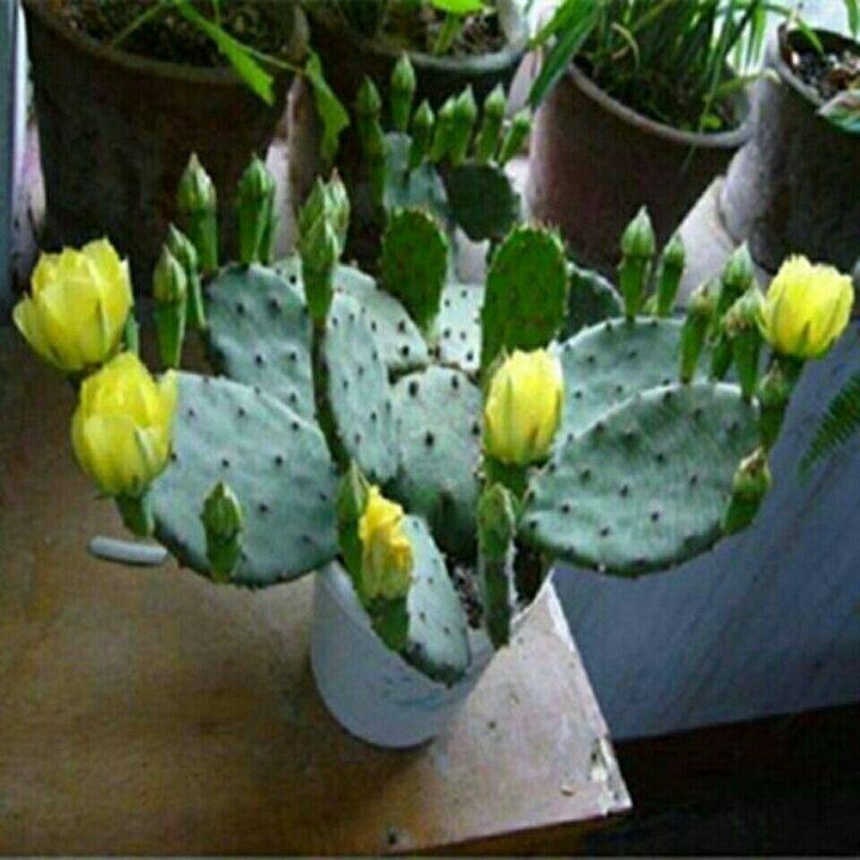 仙人掌盆栽带花苞多肉植物室内阳台庭院好养花卉绿植四季开花结果