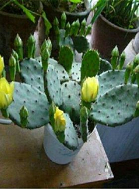 仙人掌盆栽带花苞多肉植物室内阳台庭院好养花卉绿植四季开花结果