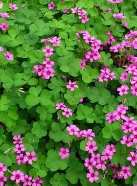 50棵现挖红花酢桨草幸运草三叶草多年生四季开花绿化庭院工程苗