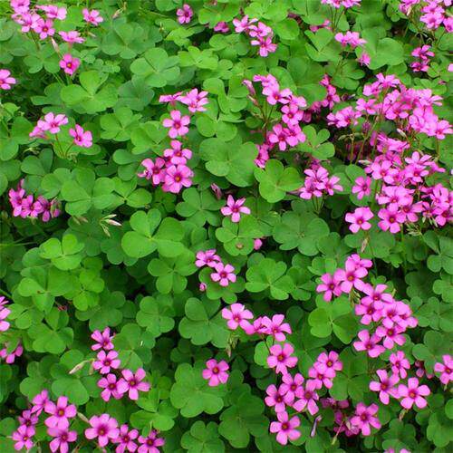 50棵现挖红花酢桨草幸运草三叶草多年生四季开花绿化庭院工程苗