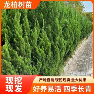 龙柏小苗 风景柏树苗小龙柏 园林绿化工程苗龙柏树苗家庭四季常青