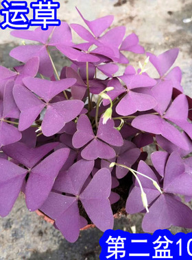 紫叶炸酱草紫色花幸运草盆栽紫蝴蝶三叶草室内庭院花卉植物