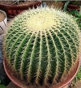 金琥 大号 超大仙人球 金冠 办公桌盆栽植物防辐射