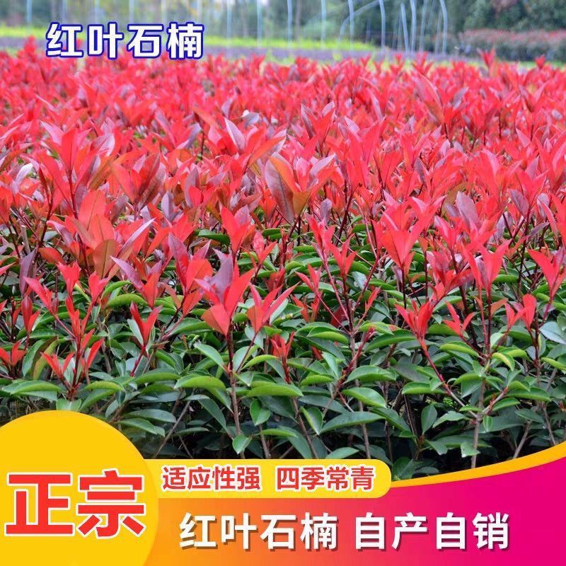 红叶石楠法国女贞绿化苗木冬青