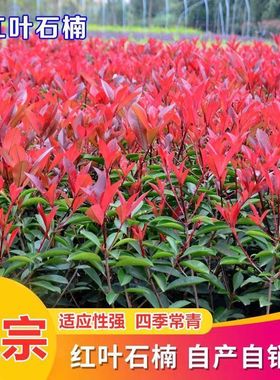 红叶石楠 法国冬青 黄杨 女贞四季常青绿化苗木彩色工程绿篱
