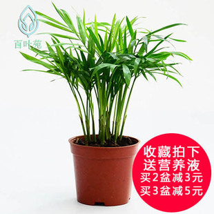 袖珍椰子 小盆栽绿萝植物花卉去除甲醛发财树苗净化空气客厅文竹