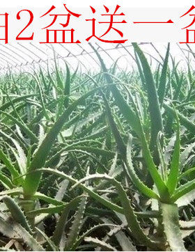 多肉植物木立芦荟龙爪药用包邮