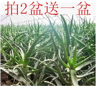 木立芦荟苗盆栽/木剑芦荟/龙爪菊芦荟/药用芦荟/多肉植物 包邮