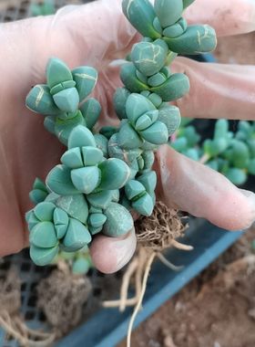 4颗鹿角海棠小桩多肉1-2头,清仓特价,家居办公室多肉盆栽。