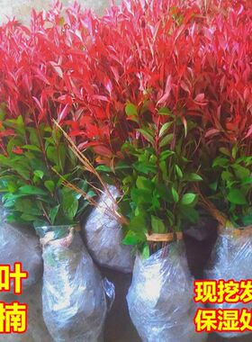 【红叶石楠】庭院绿化四季长青盆栽树苗盆栽红罗宾红叶石楠篱笆苗