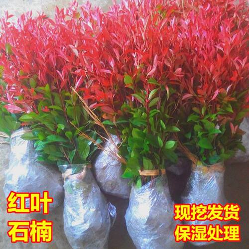 【红叶石楠】庭院绿化四季长青盆栽树苗盆栽红罗宾红叶石楠篱笆苗