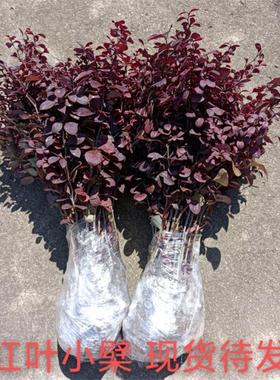 紫叶小波红叶小檗苗木树苗带刺耐寒园林绿化篱笆院墙隔离带苗木