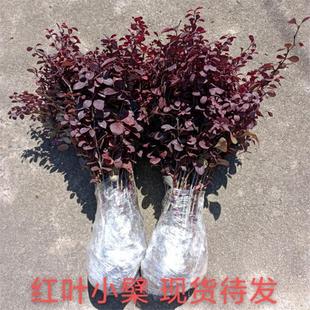 紫叶小波红叶小檗苗木树苗带刺耐寒园林绿化篱笆院墙隔离带苗木