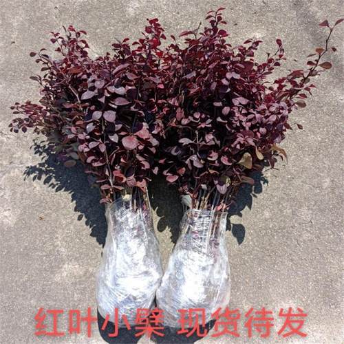 紫叶小波红叶小檗苗木树苗带刺耐寒园林绿化篱笆院墙隔离带苗木