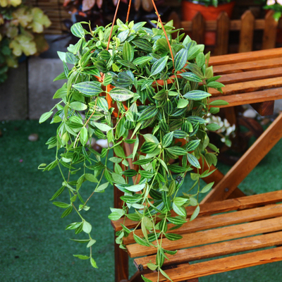 钻石翡翠白脉椒草盆栽 轮叶豆瓣绿 绿植盆栽 吊兰办公室观叶植物