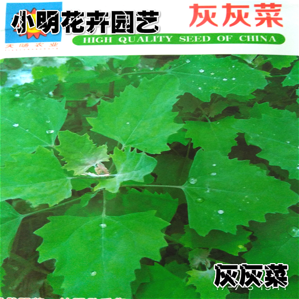 野生灰灰菜种子 蔬菜种子四季种 野菜种子 味道鲜美 营养价值丰富