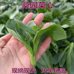 东台农家菜头新鲜蔬菜霜冻青菜心现摘现发菜薹桑园菜苔露天油菜花