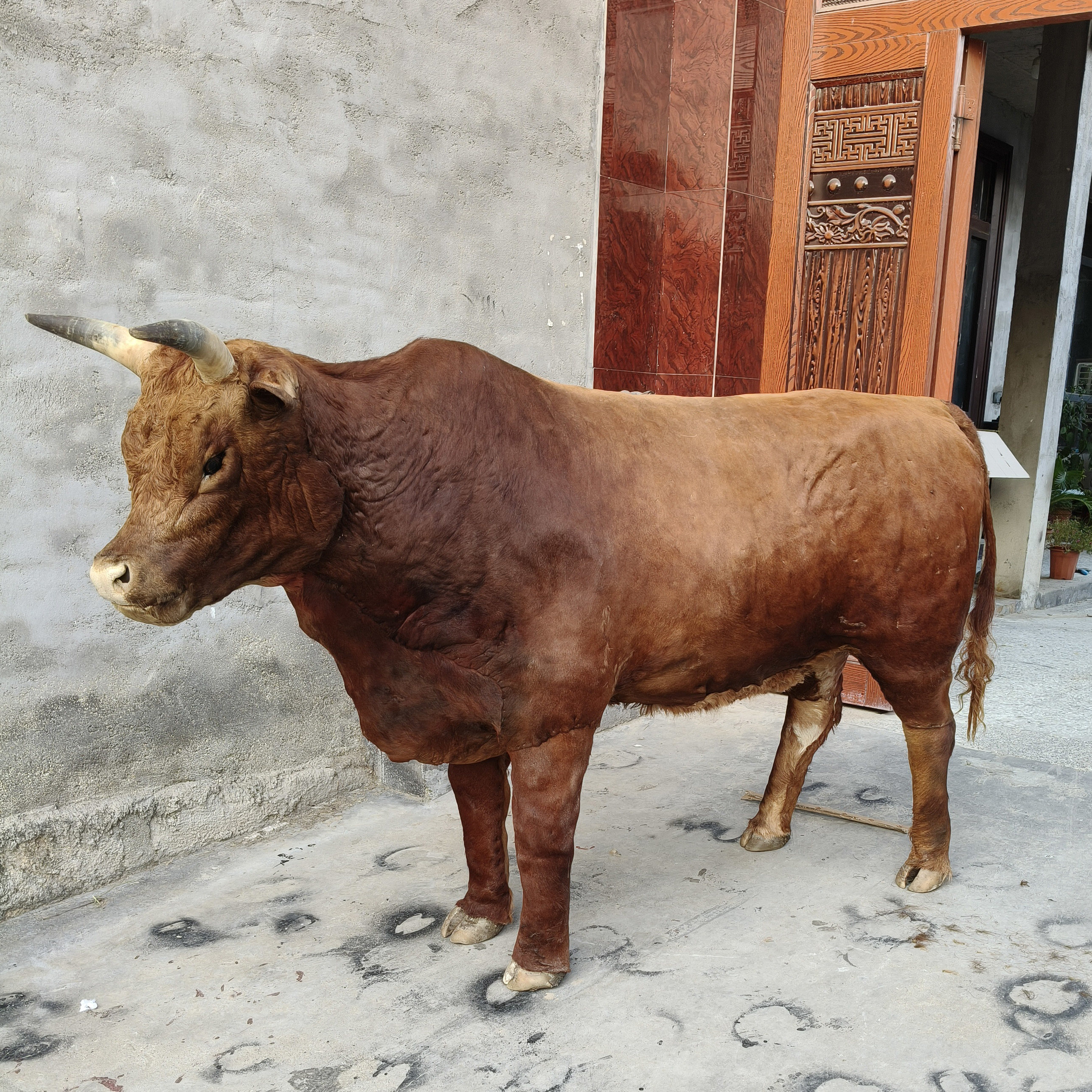 仿真黄牛动物模型羚牛水牛西门塔尔牛标本农场摄影视道具皮毛动物 - 实物图