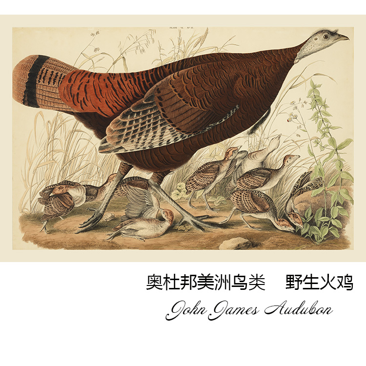 野生火鸡 John Audubon奥杜邦动物画 玄关书房餐厅美式装饰画芯心图片