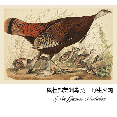 野生火鸡奥杜邦动物画