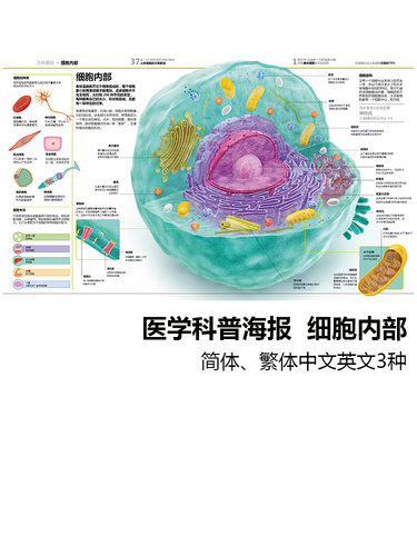 细胞内部科普海报医院学校装饰画