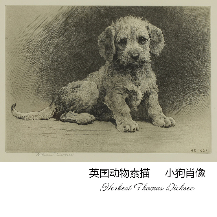小狗肖像 herbert thomas dicksee英国动物素描 走廊装饰画芯心